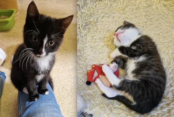 Zwei Kitten suchen neues Zuhause, female Mixed Breed for adoption at Tierfreunde Taunusstein e.V.