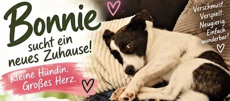 Hündin Bonnie – Vermittlungsanzeige, female Mixed Breed for adoption at Tierfreunde Taunusstein e.V.