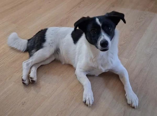 Hündin Bonnie – Vermittlungsanzeige, female Mixed Breed for adoption at Tierfreunde Taunusstein e.V.