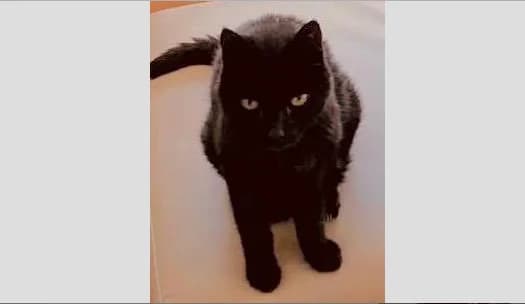 Kater Shaki – Vermittlungsanzeige, male senior Mixed Breed for adoption at Tierfreunde Taunusstein e.V.