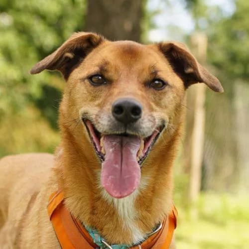Percy, male senior Mixed Breed for adoption at Name, Bad Karlshafen