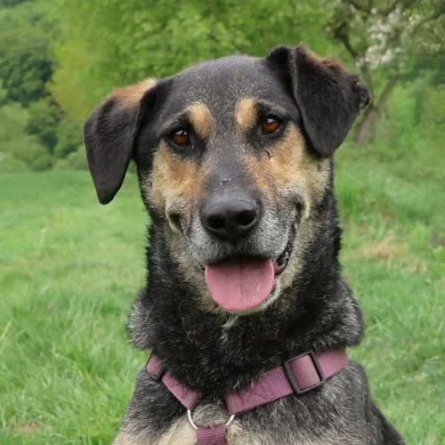 Yago, male senior Mixed Breed for adoption at Name, Bad Karlshafen