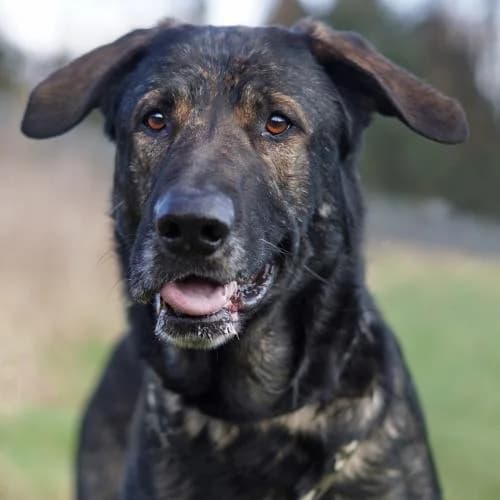 Costa, male senior German Shepherd for adoption at Name, Bad Karlshafen