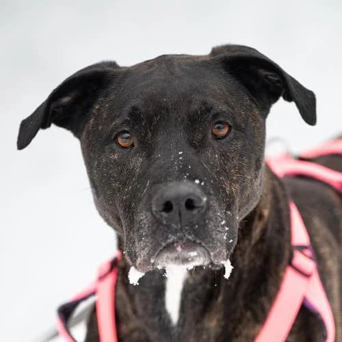 Wilson, male 7yo Cane Corso for adoption at Name, Bad Karlshafen