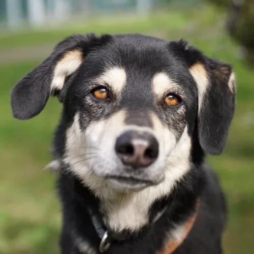Happy, male 5yo Mixed Breed for adoption at Name, Bad Karlshafen