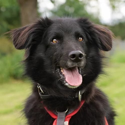 Ivy, female 7yo Mixed Breed for adoption at Name, Bad Karlshafen