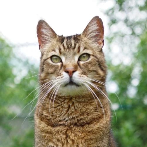 Kmeco, male senior mixed breed for adoption at Name, Bad Karlshafen