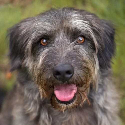 Susi, female senior Mixed Breed for adoption at Name, Bad Karlshafen