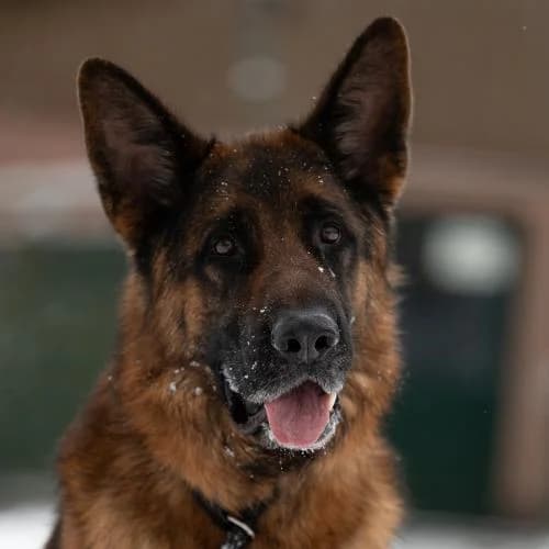 Lucky, male 5yo German Shepherd for adoption at Name, Bad Karlshafen