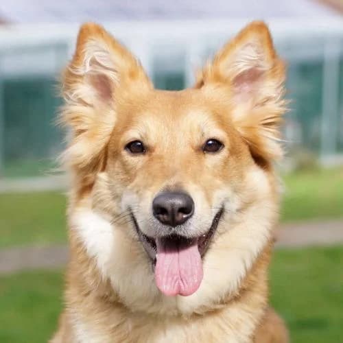 Penny, female 3yo Harzer Fuchs for adoption at Name, Bad Karlshafen