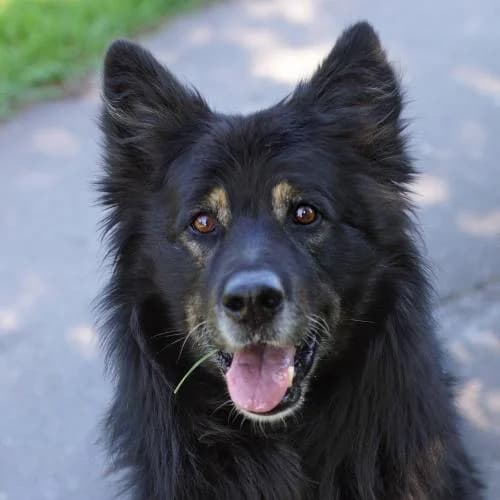 Marley, male senior mixed breed for adoption at Name, Bad Karlshafen