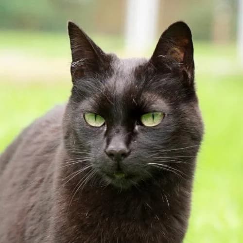 Merce, female senior mixed breed for adoption at Name, Bad Karlshafen