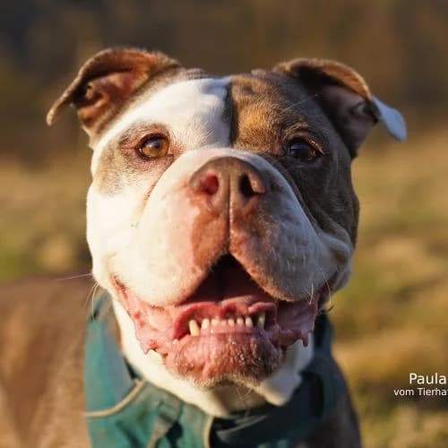 Paula, female senior English Bulldog for adoption at Name, Bad Karlshafen