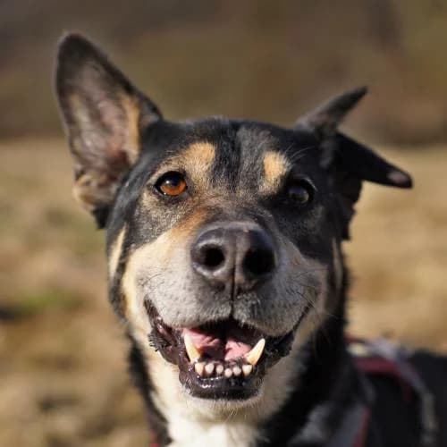 Picur, male senior Mixed Breed for adoption at Name, Bad Karlshafen