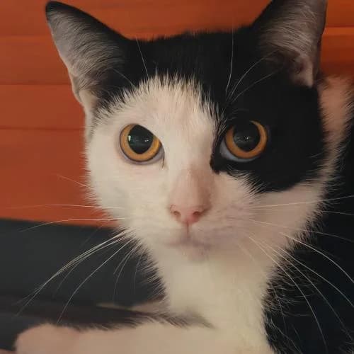 Nebula, schwarz female young mixed breed for adoption at Name, Bad Karlshafen