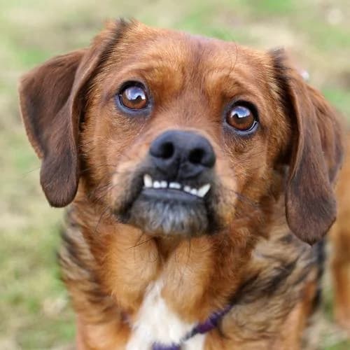 Pafrany, male senior Mixed Breed for adoption at Name, Bad Karlshafen