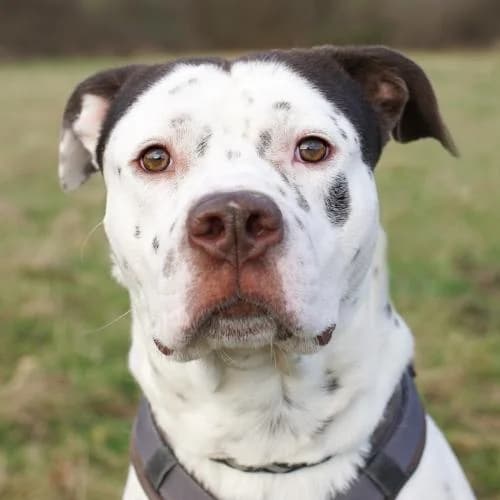 Balu, male young English Bulldog for adoption at Name, Bad Karlshafen