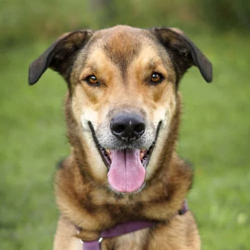 Cooper, male senior Mixed Breed for adoption at Name, Bad Karlshafen