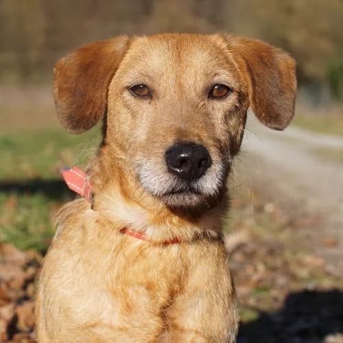 Leo, male senior Mixed Breed for adoption at Name, Bad Karlshafen