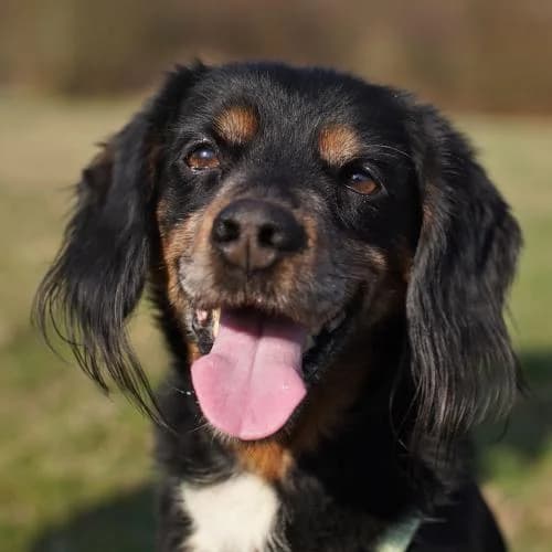 Feya, female 6yo Cocker Spaniel for adoption at Name, Bad Karlshafen