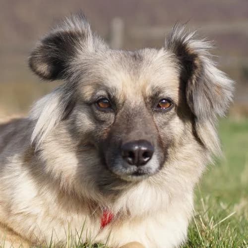 Mela, female 3yo Mixed Breed for adoption at Name, Bad Karlshafen
