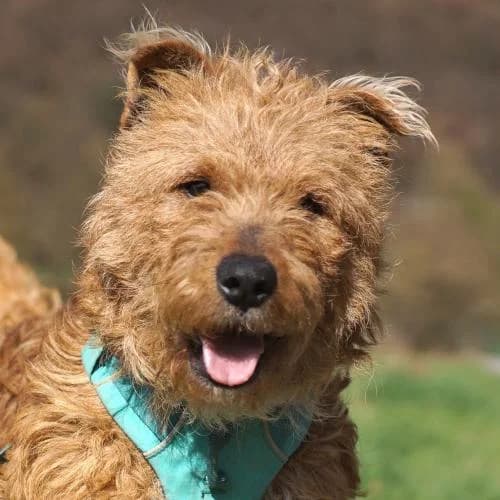 Menyus, male Mixed Breed for adoption at Name, Bad Karlshafen