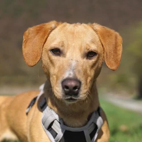 Micike, female Mixed Breed for adoption at Name, Bad Karlshafen