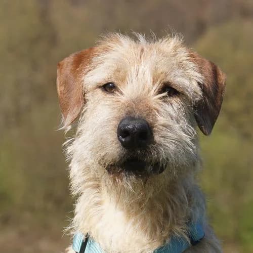 Fedor, male young Mixed Breed for adoption at Name, Bad Karlshafen