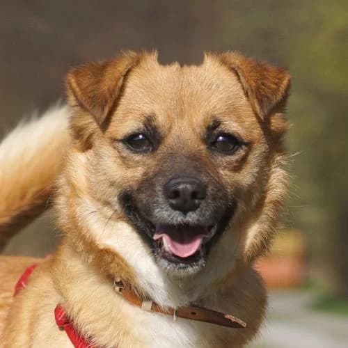 Zsoka, female young Mixed Breed for adoption at Name, Bad Karlshafen