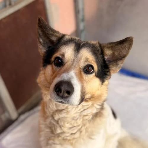 Jethro, male Mixed Breed for adoption at Name, Bad Karlshafen