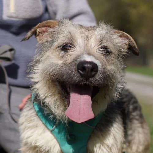 Kori, female Mixed Breed for adoption at Name, Bad Karlshafen