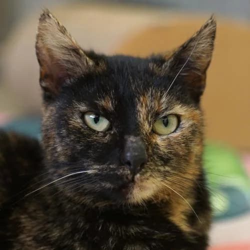 Guerilla, female 5yo mixed breed for adoption at Name, Bad Karlshafen