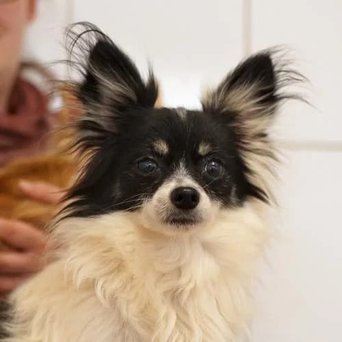 Snoopy, male 5yo Chihuahua for adoption at Name, Bad Karlshafen