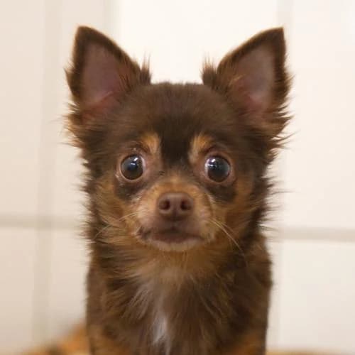 Priceless, female young Chihuahua for adoption at Name, Bad Karlshafen