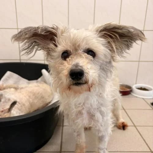 Elmo, male senior Maltese for adoption at Name, Bad Karlshafen