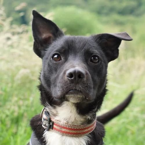 Kazmer, male young Mixed Breed for adoption at Name, Bad Karlshafen