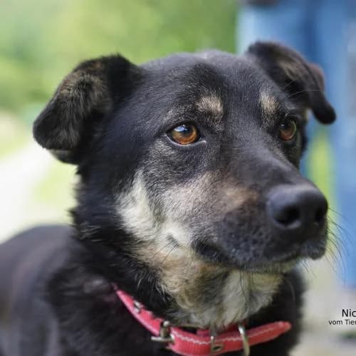 Nick, male 3yo Mixed Breed for adoption at Name, Bad Karlshafen