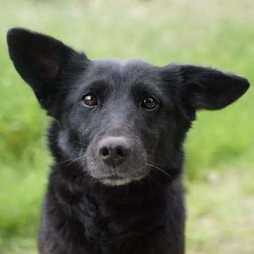 Ida, female 3yo Mixed Breed for adoption at Name, Bad Karlshafen