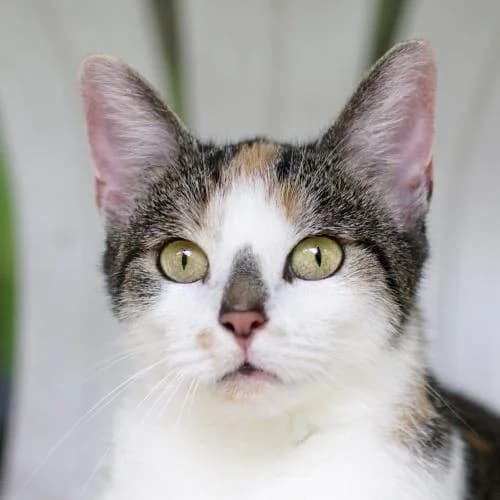 Cosmea, female young mixed breed for adoption at Name, Bad Karlshafen