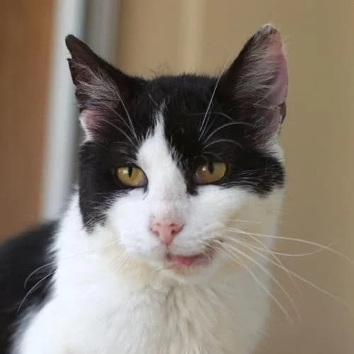 Pico FIV+, male 5yo mixed breed for adoption at Name, Bad Karlshafen