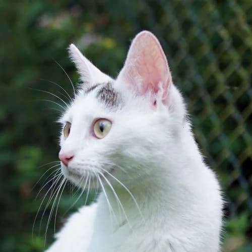 Batida, female young mixed breed for adoption at Name, Bad Karlshafen