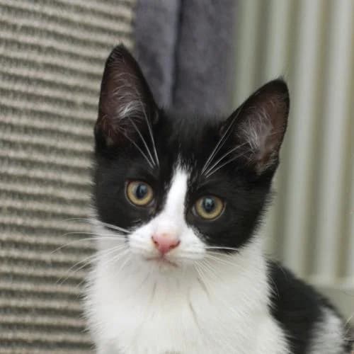 Milka, female puppy mixed breed for adoption at Name, Bad Karlshafen
