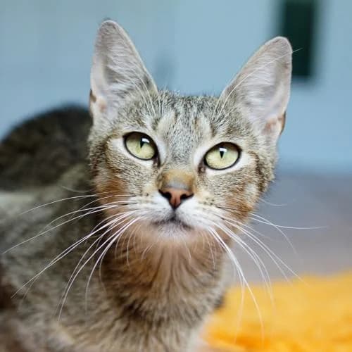 Baileys, female 3yo mixed breed for adoption at Name, Bad Karlshafen