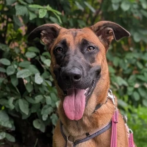 Anouk, female puppy Mixed Breed for adoption at Name, Bad Karlshafen