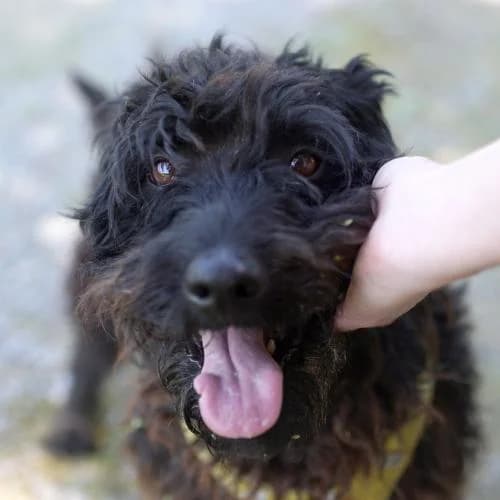 Jeti, male senior mixed breed for adoption at Name, Bad Karlshafen