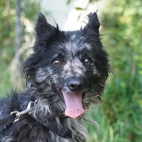Lenke, female 3yo mixed breed for adoption at Name, Bad Karlshafen