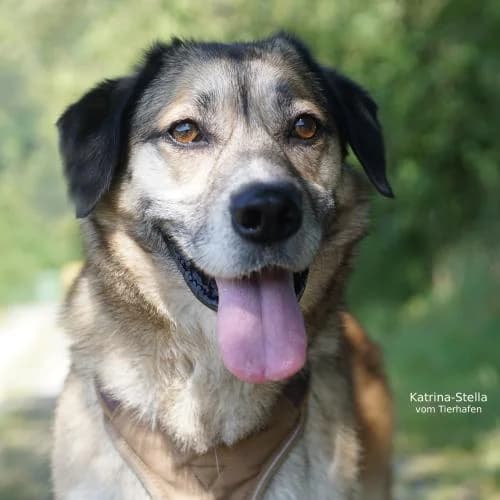 Katrina-Stella, female 6yo Mixed Breed for adoption at Name, Bad Karlshafen