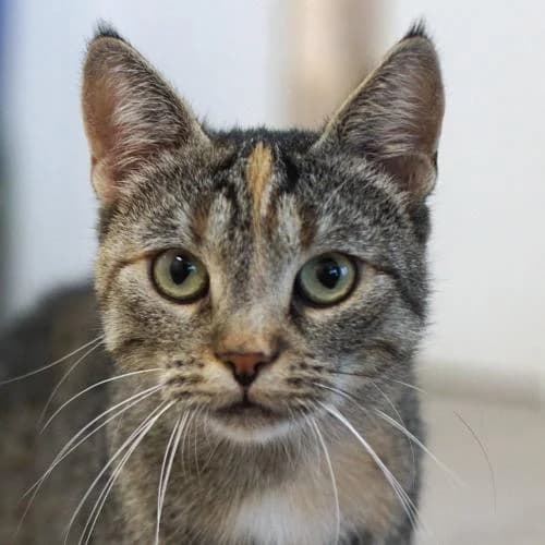 Campari, female young mixed breed for adoption at Name, Bad Karlshafen