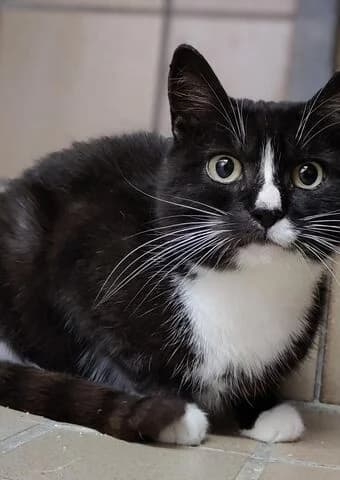 Tilda, female 7yo mixed breed for adoption at Tierheim Aachen, Aachen
