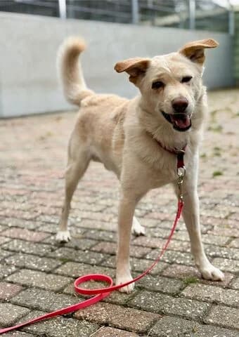 Umka, male 6yo Mixed Breed for adoption at Tierheim Aachen, Aachen